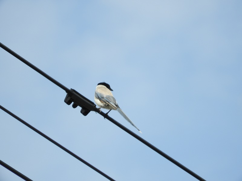 f:id:naocorda:20180925171014j:plain