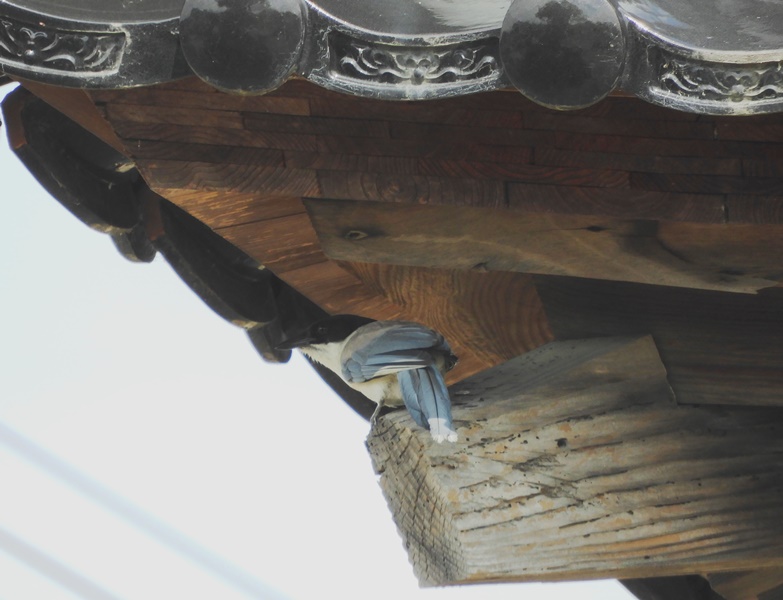 f:id:naocorda:20180925171132j:plain