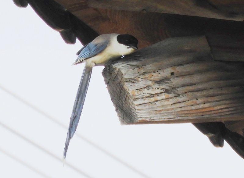 f:id:naocorda:20180925171142j:plain