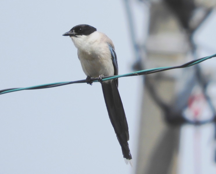 f:id:naocorda:20180925171217j:plain