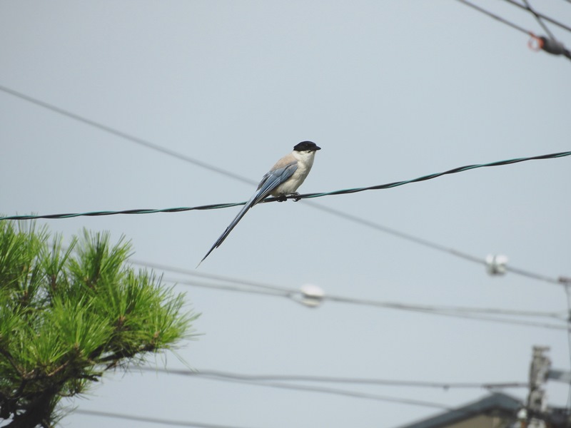 f:id:naocorda:20180925171230j:plain