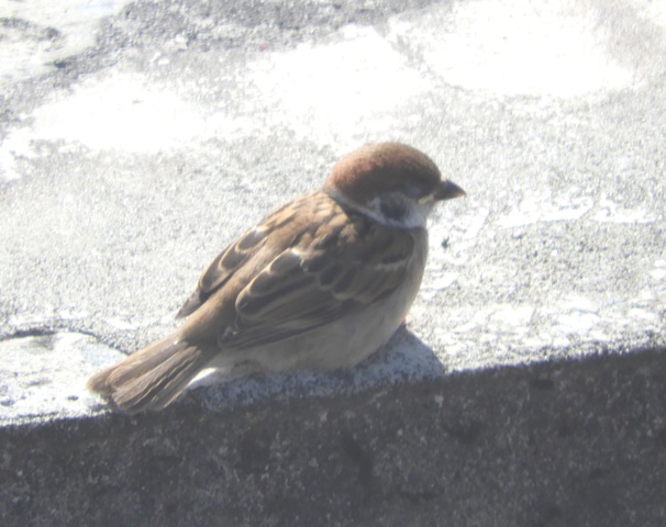 スズメの幼鳥 Magenta Pink の小鳥