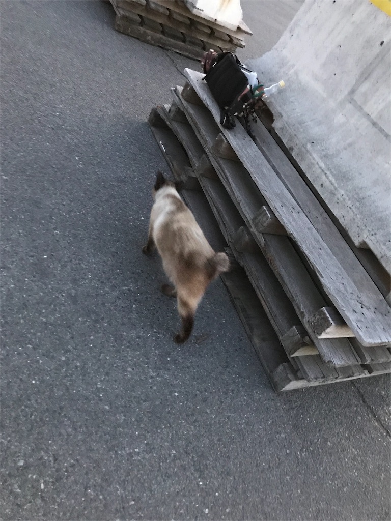 f:id:naodan:20190310033615j:image f:id:naodan:20190310033615j:image