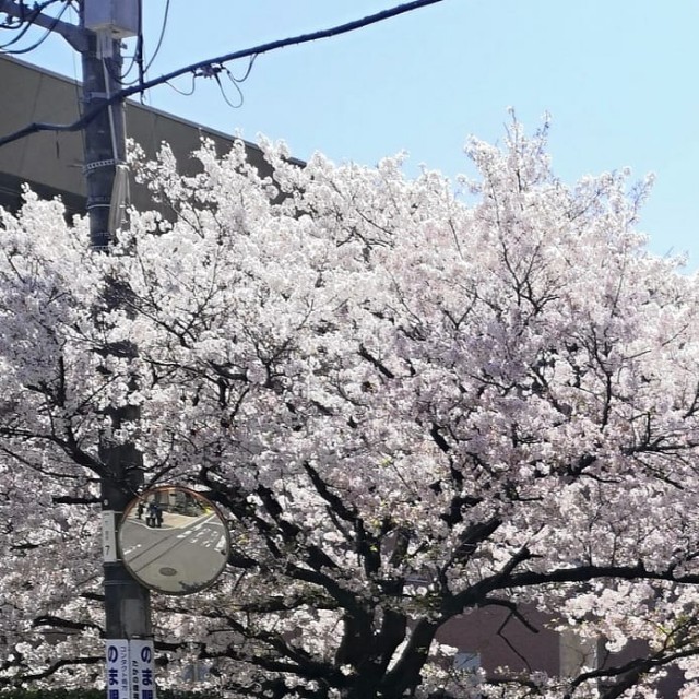f:id:naofrog0128:20200412105954j:image f:id:naofrog0128:20200412105954j:image