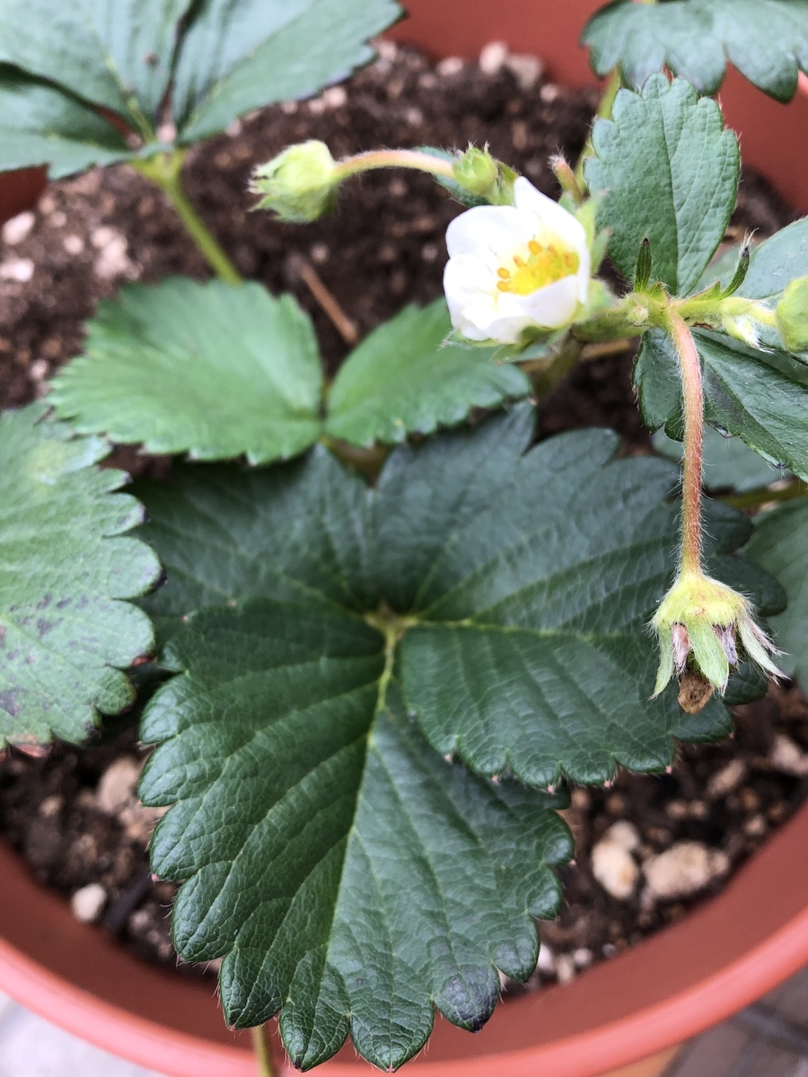 北海道でよつぼしいちご栽培 ダイソーのプランターが優秀 Naoha S Blog 北海道でよつぼしいちご栽培 ダイソーのプランターが優秀 Naoha S Blog