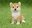 f:id:naohiro-dom:20210401182032j:plain