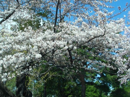 f:id:naohosk:20130413111843j:image:w360
