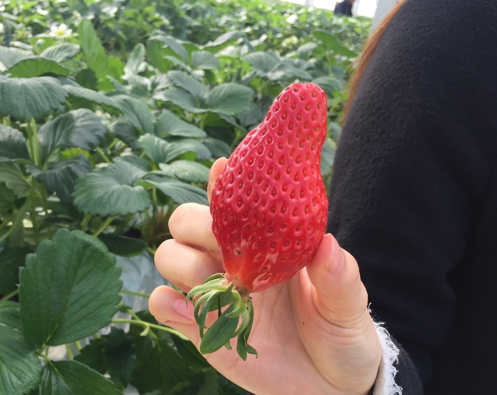 いちごは体に良い食べ物 成分と危険を調べてみた お出かけは良いですよ