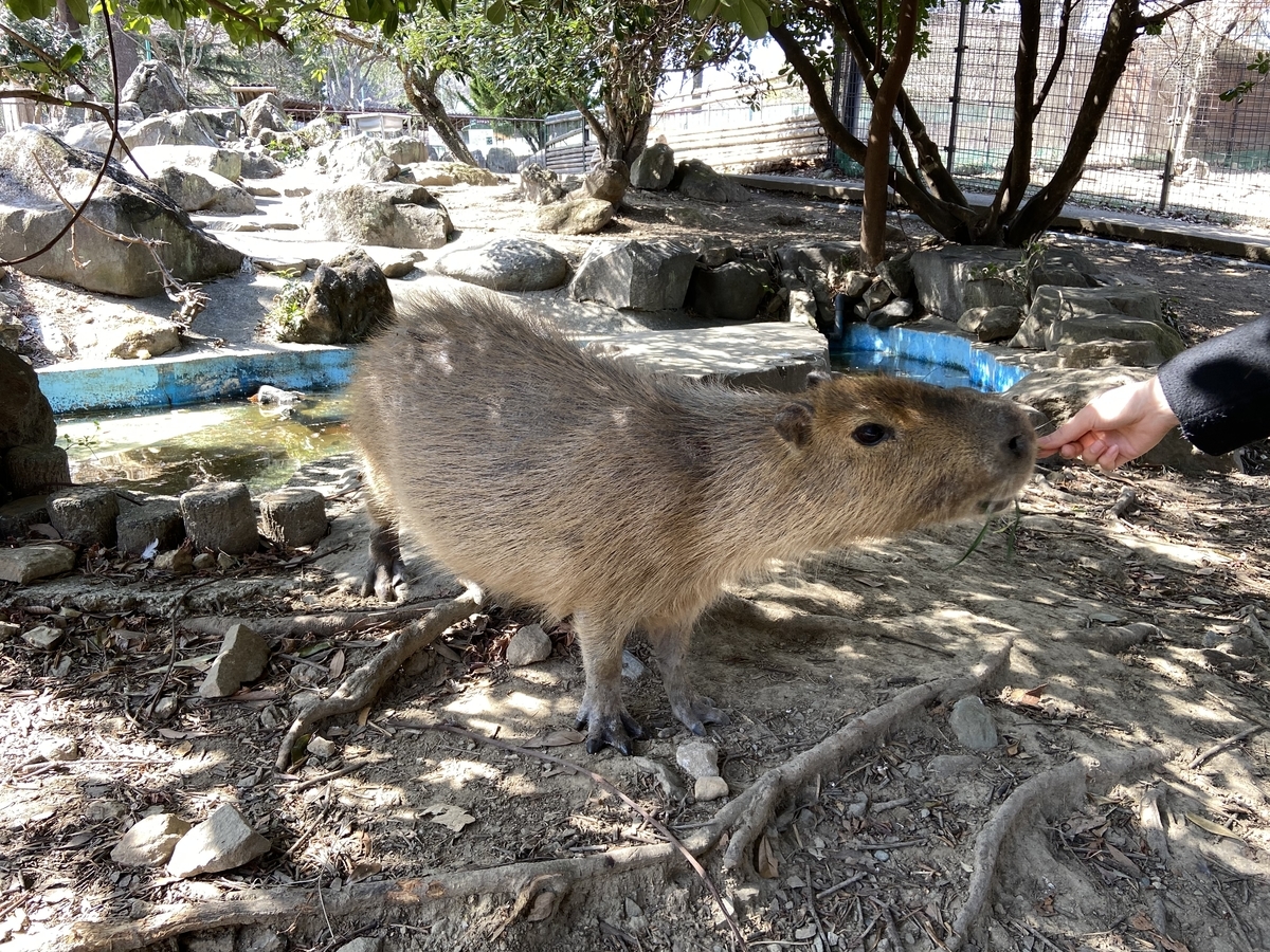 群馬県内で動物とのふれあいが楽しいスポット！おすすめ9選を紹介 お出かけは良いですよ！