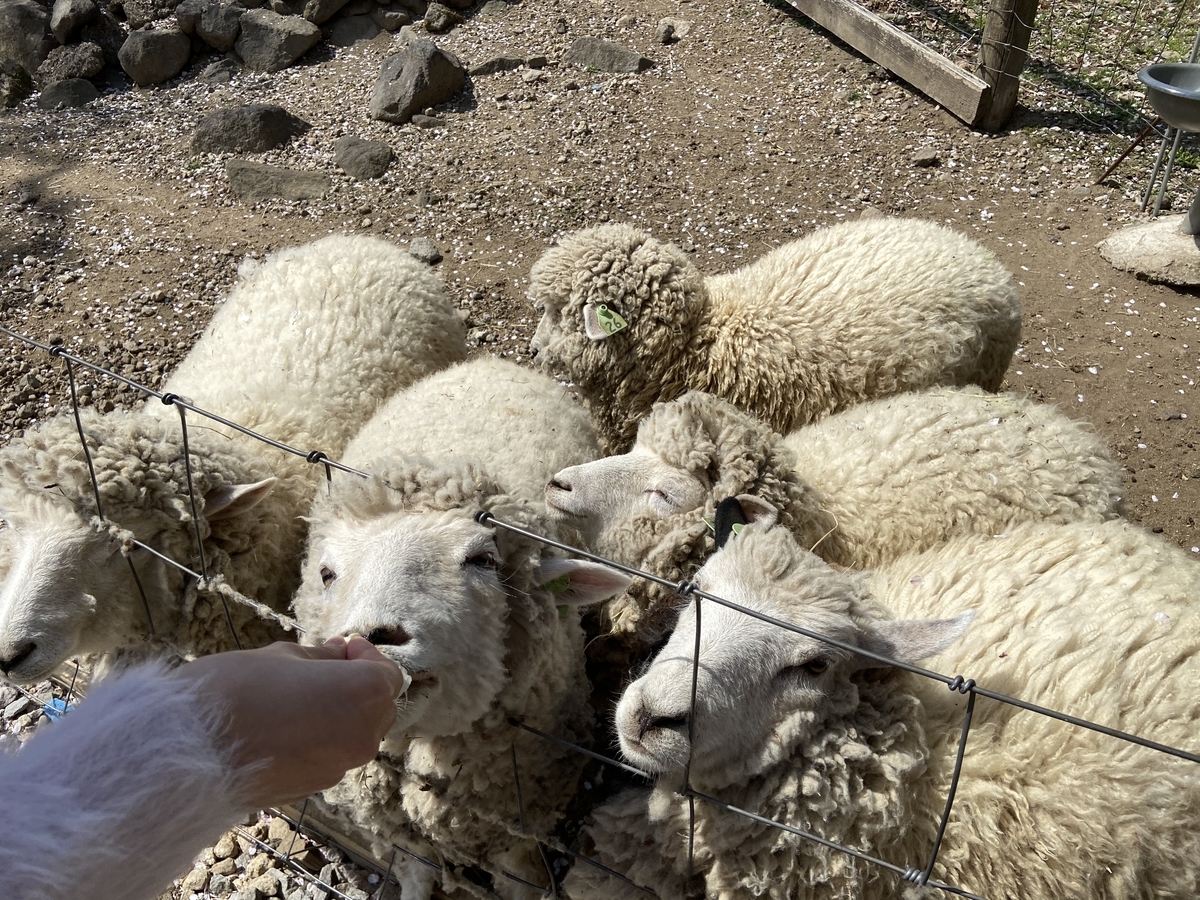 群馬県内で動物とのふれあいが楽しいスポット！おすすめ9選を紹介 お出かけは良いですよ！