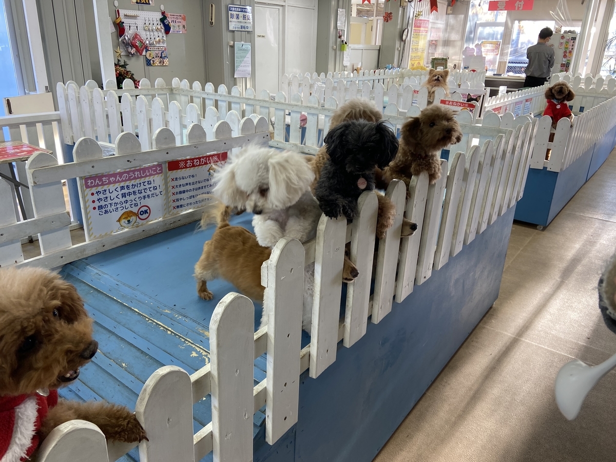 東武動物公園で犬とふれあえる わんこヴィレッジ の雰囲気は 魅力や楽しみ方を紹介 お出かけは良いですよ