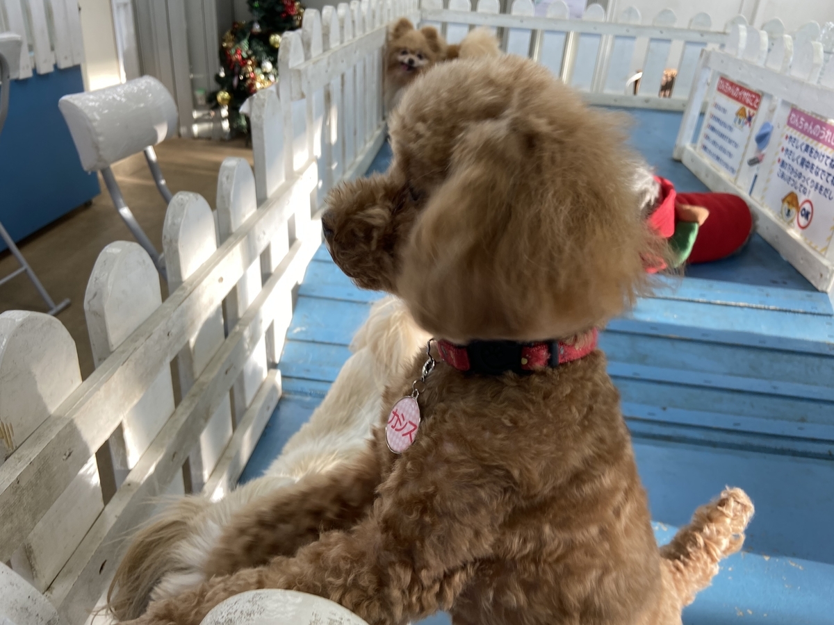 東武動物公園で犬とふれあえる わんこヴィレッジ の雰囲気は 魅力や楽しみ方を紹介 お出かけは良いですよ