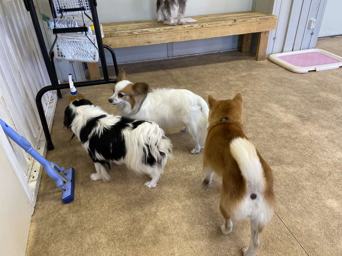 東武動物公園で犬とふれあえる わんこヴィレッジ の雰囲気は 魅力や楽しみ方を紹介 お出かけは良いですよ