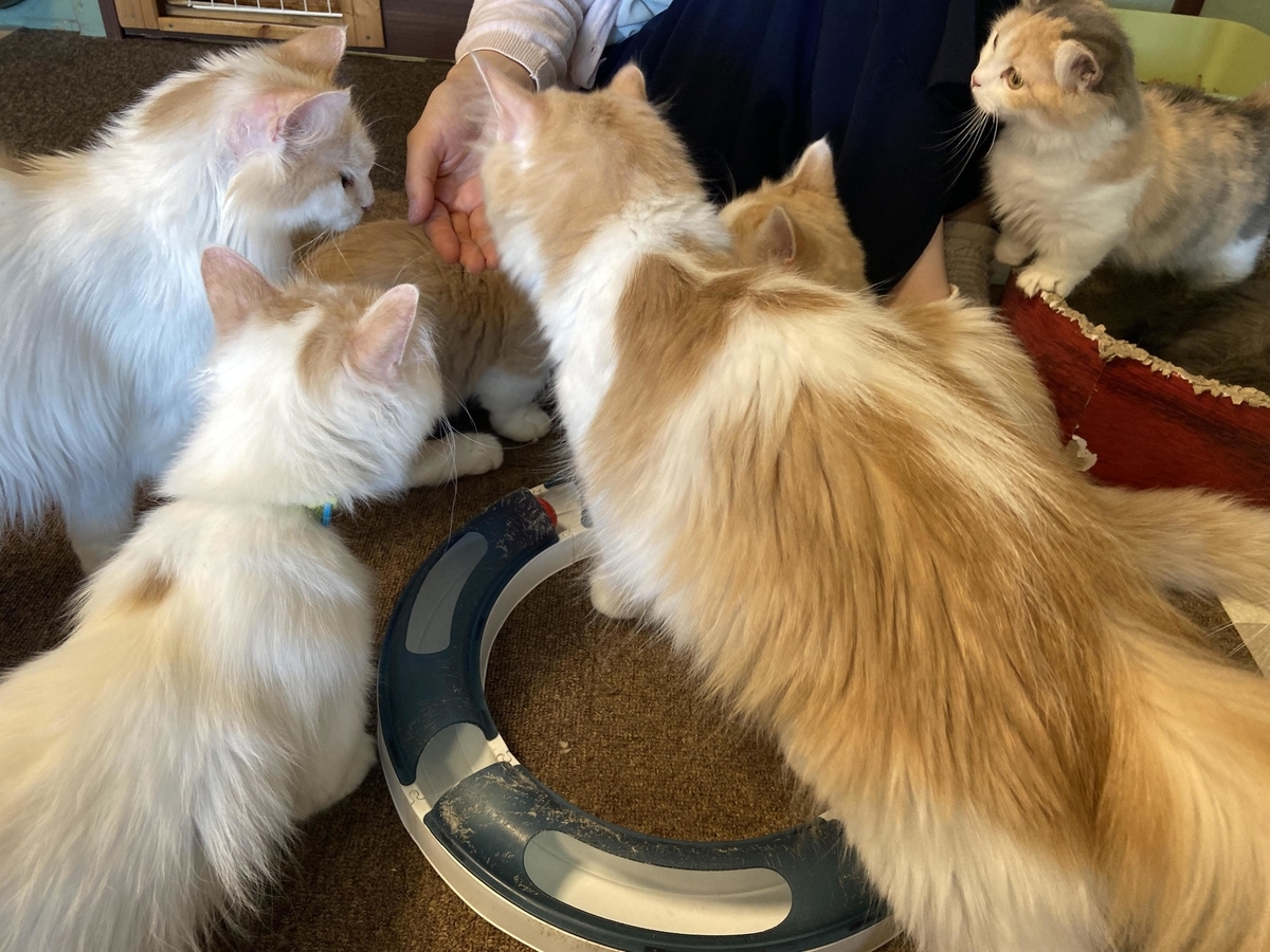 小山市にある猫カフェ 猫日和 に行ってきた 雰囲気や魅力 駐車場情報などを紹介 お出かけは良いですよ 小山市にある猫カフェ 猫日和 に行ってきた 雰囲気や魅力 駐車場情報などを紹介 お出かけは良いですよ