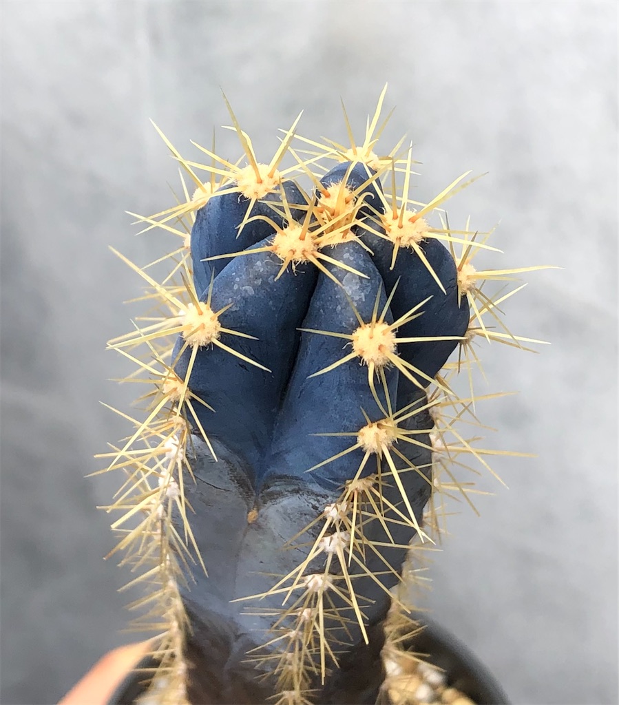 青いサボテン - 広島の山を登る