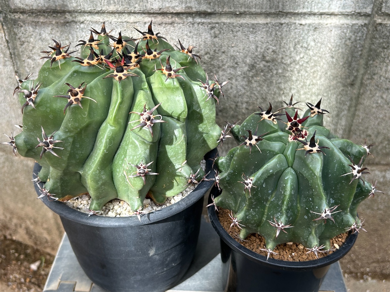 f:id:naoki114:20261003165435j:image