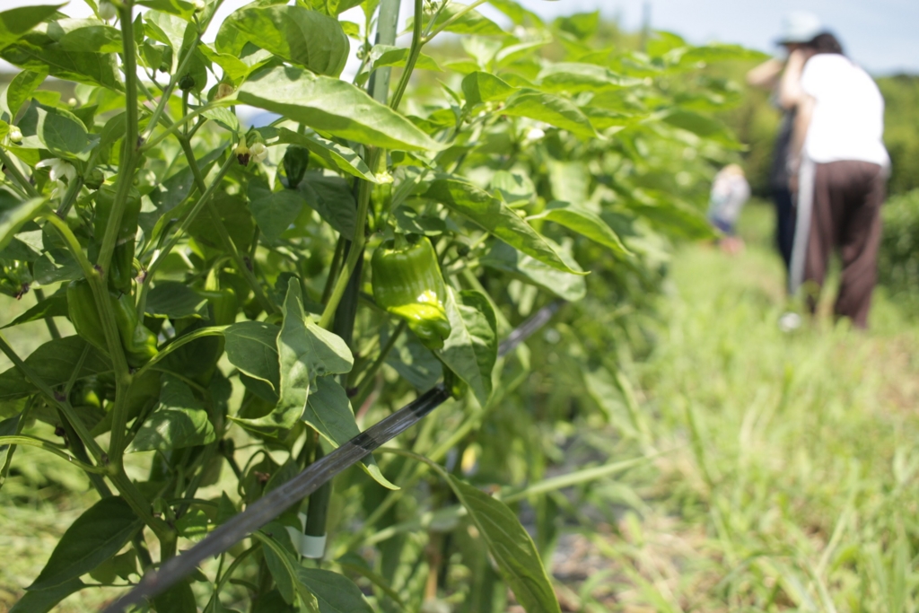 f:id:naokinoki777:20160711101446j:plain