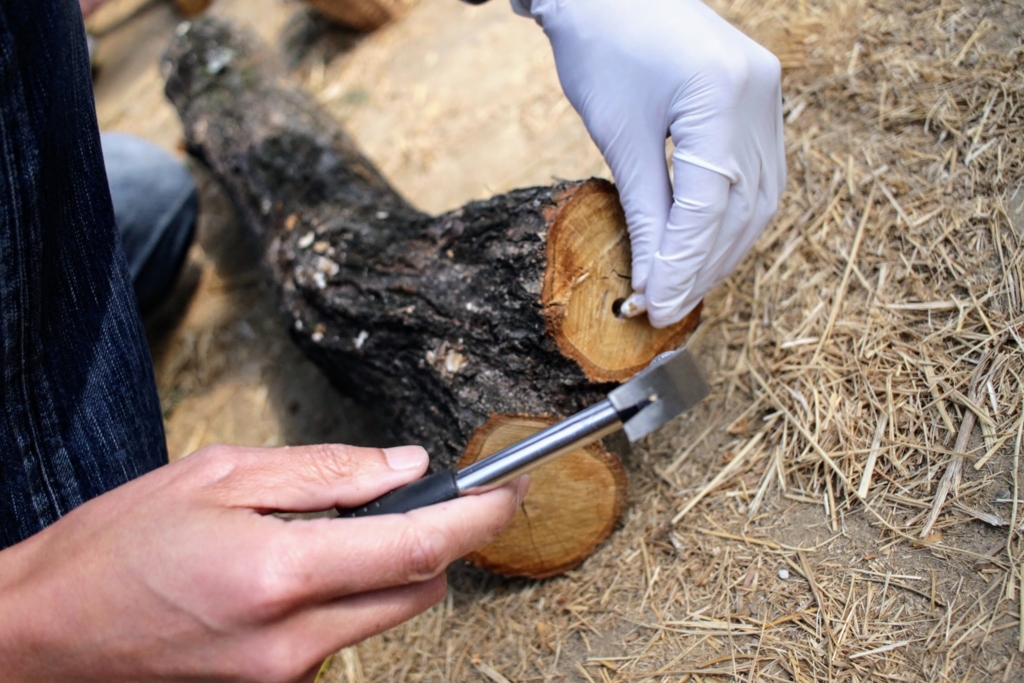 f:id:naokinoki777:20170312202340j:plain