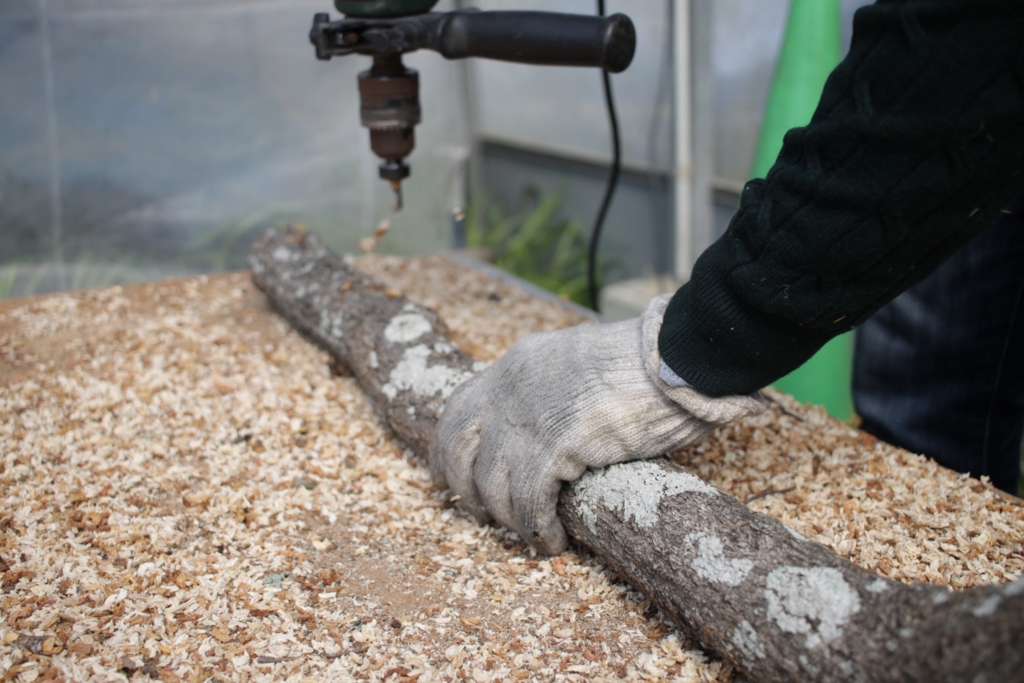 f:id:naokinoki777:20170312203548j:plain