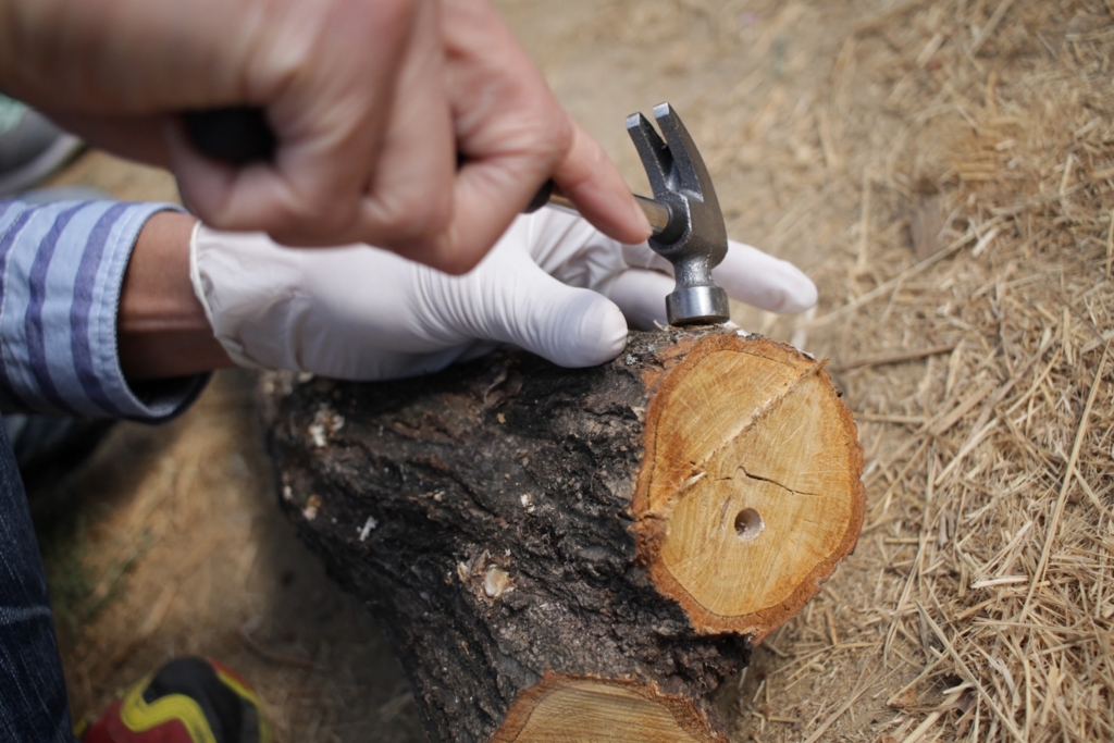 f:id:naokinoki777:20170312203640j:plain