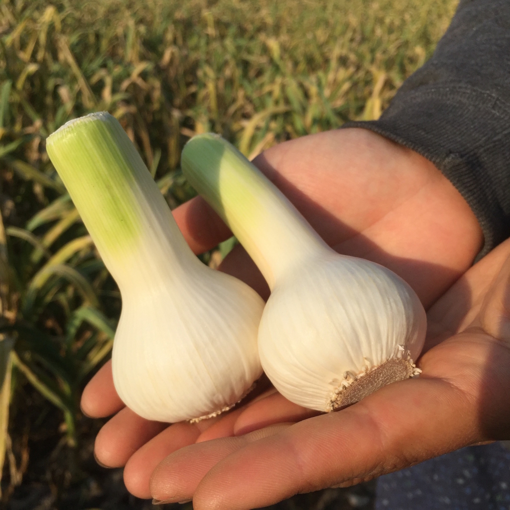 f:id:naokinoki777:20170409173155j:plain f:id:naokinoki777:20170409173155j:plain