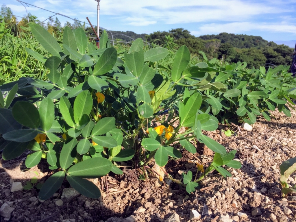 f:id:naokinoki777:20170824065253j:plain