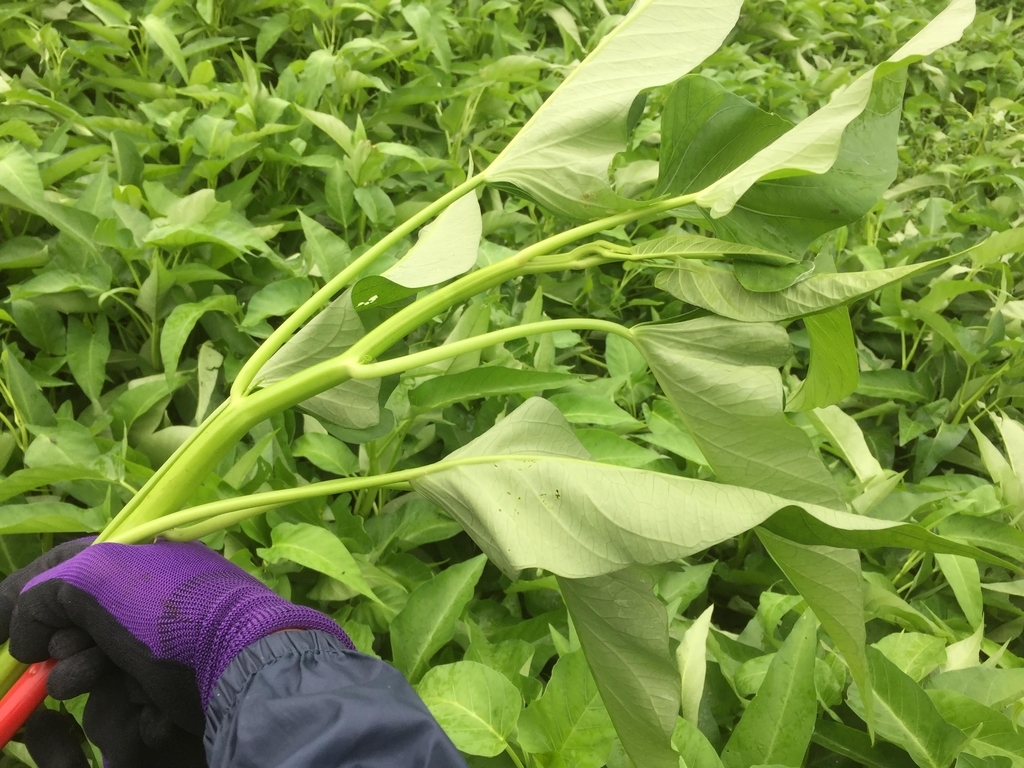 f:id:naokinoki777:20180912221039j:plain f:id:naokinoki777:20180912221039j:plain