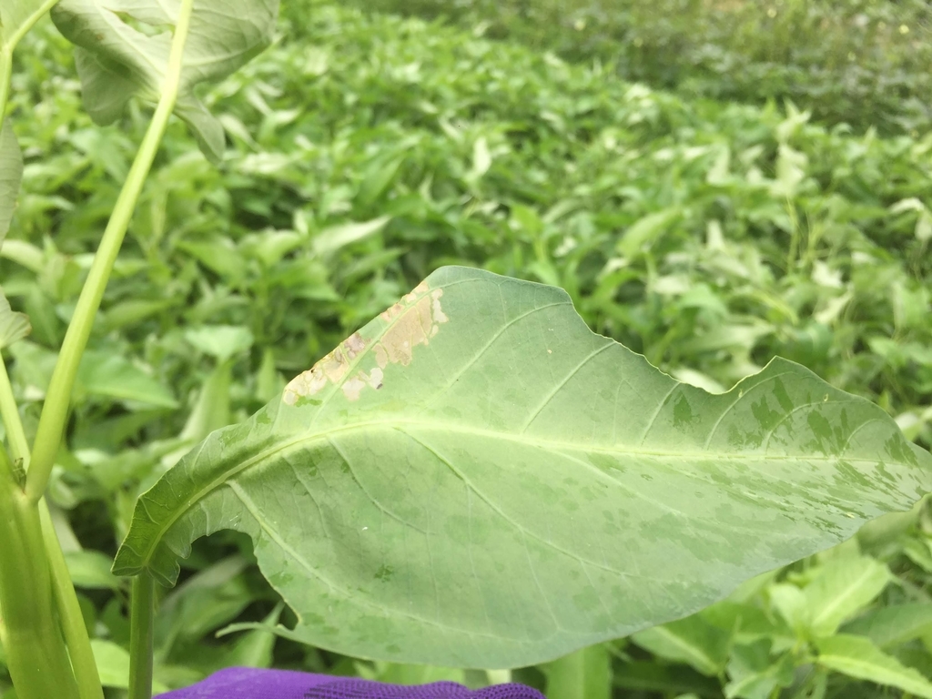 f:id:naokinoki777:20180912221132j:plain f:id:naokinoki777:20180912221132j:plain