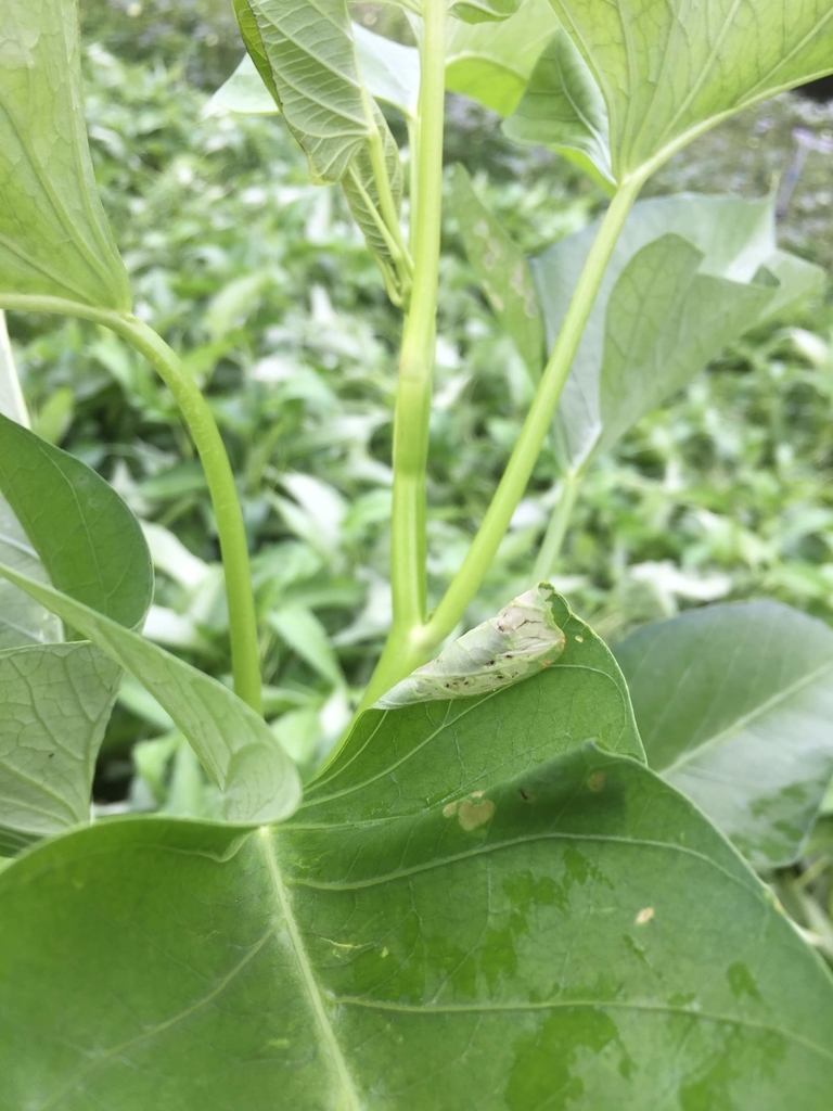 f:id:naokinoki777:20180912221300j:plain f:id:naokinoki777:20180912221300j:plain