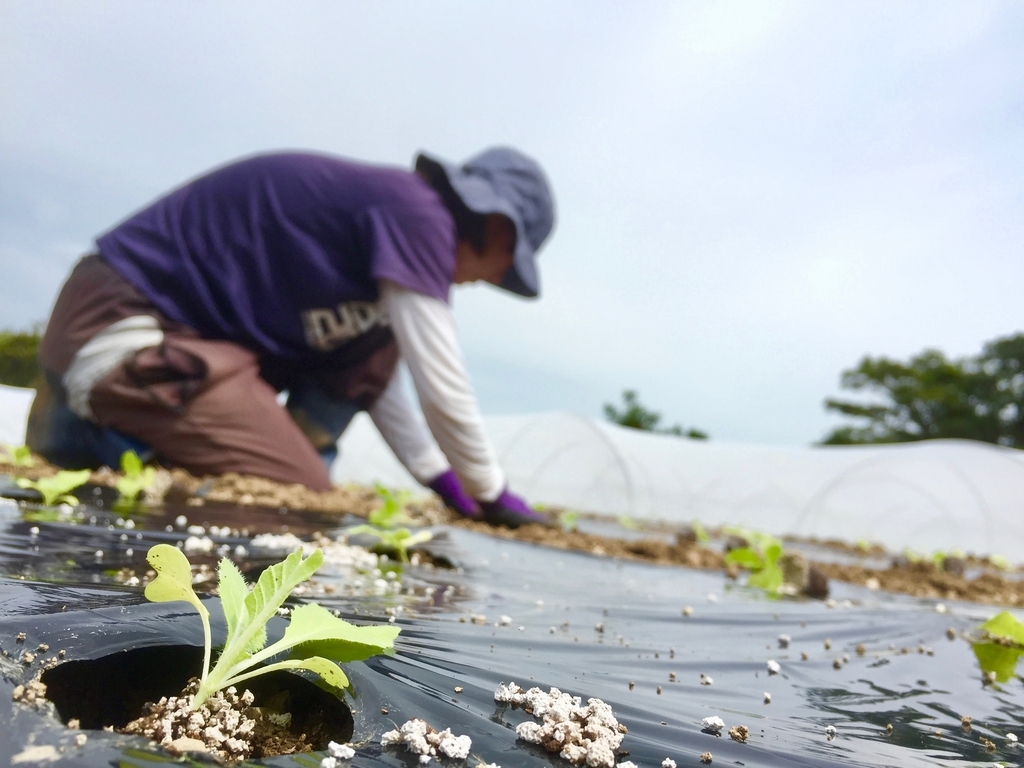 f:id:naokinoki777:20180914061004j:plain