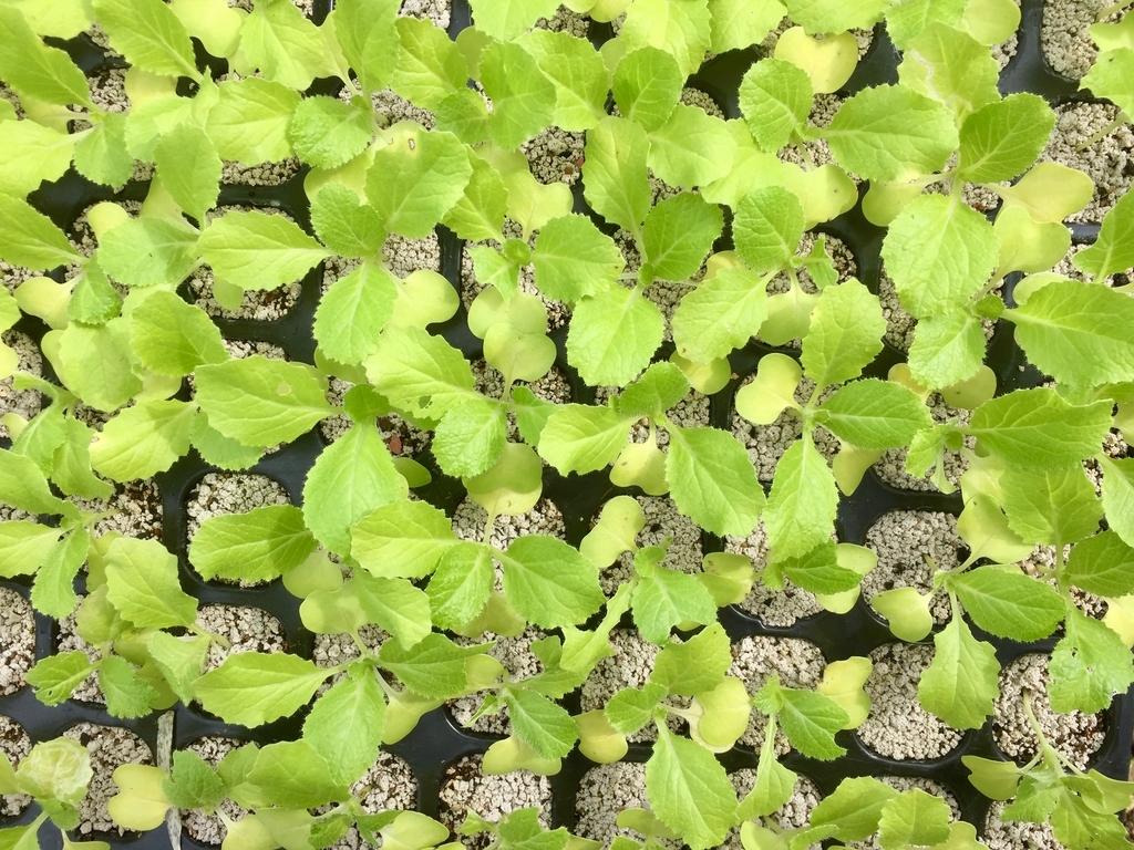 f:id:naokinoki777:20180914063455j:plain