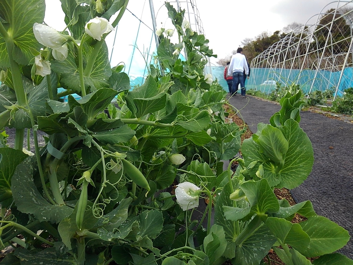 f:id:naokinoki777:20190401070429j:plain