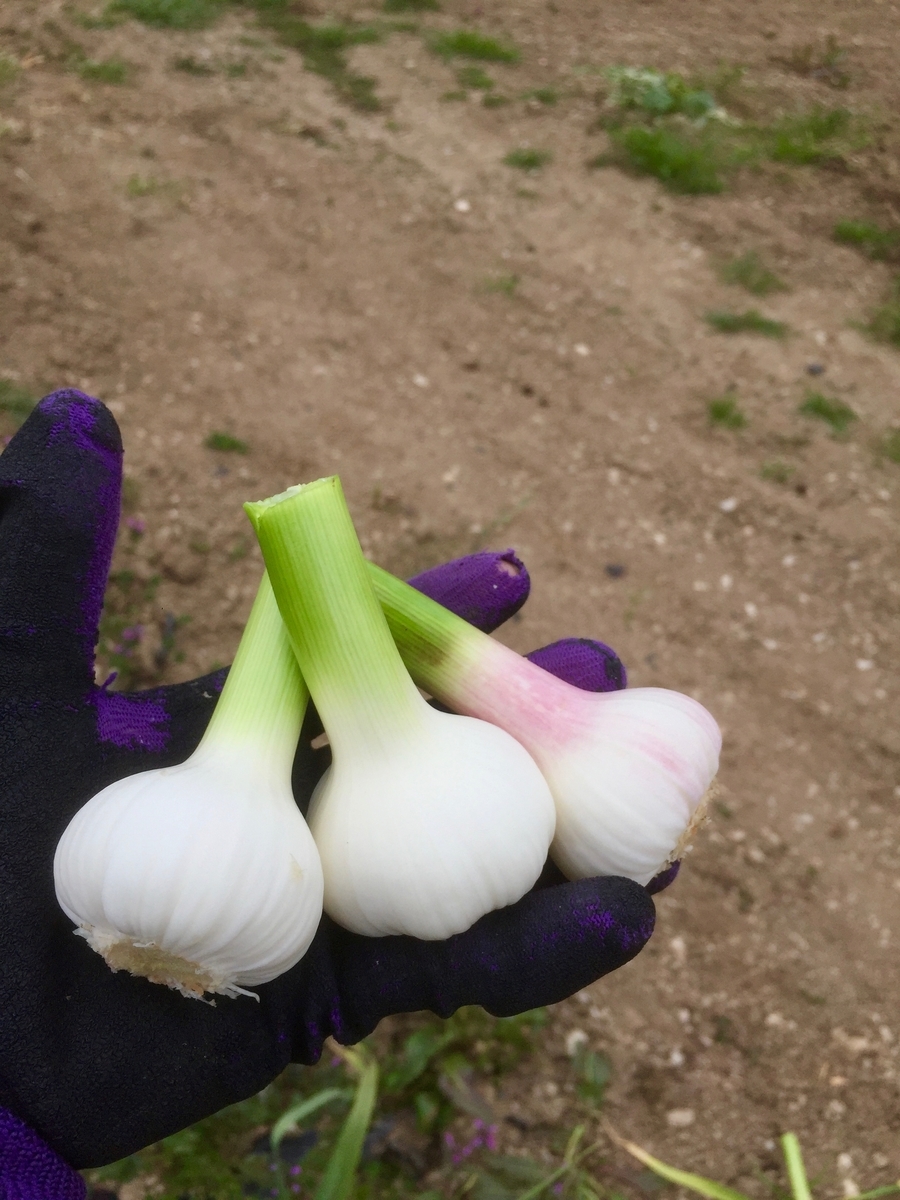 f:id:naokinoki777:20190401070831j:plain