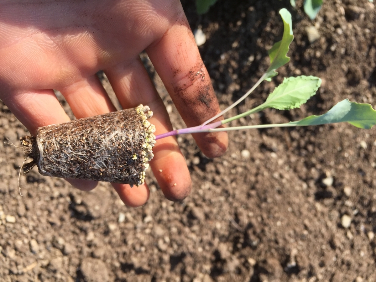 f:id:naokinoki777:20190417020611j:plain f:id:naokinoki777:20190417020611j:plain