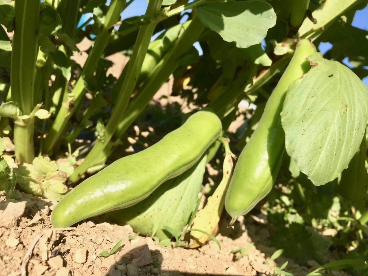 f:id:naokinoki777:20190514123945j:plain f:id:naokinoki777:20190514123945j:plain