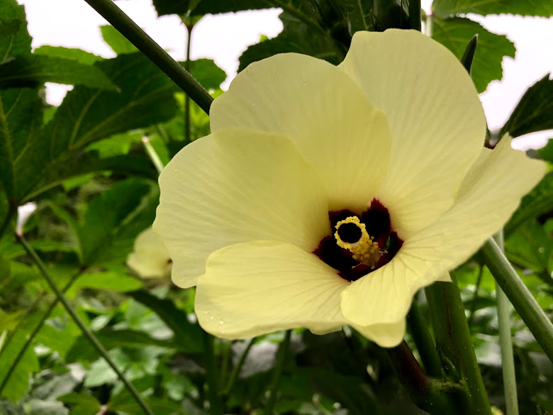 f:id:naokinoki777:20190829220720j:plain f:id:naokinoki777:20190829220720j:plain