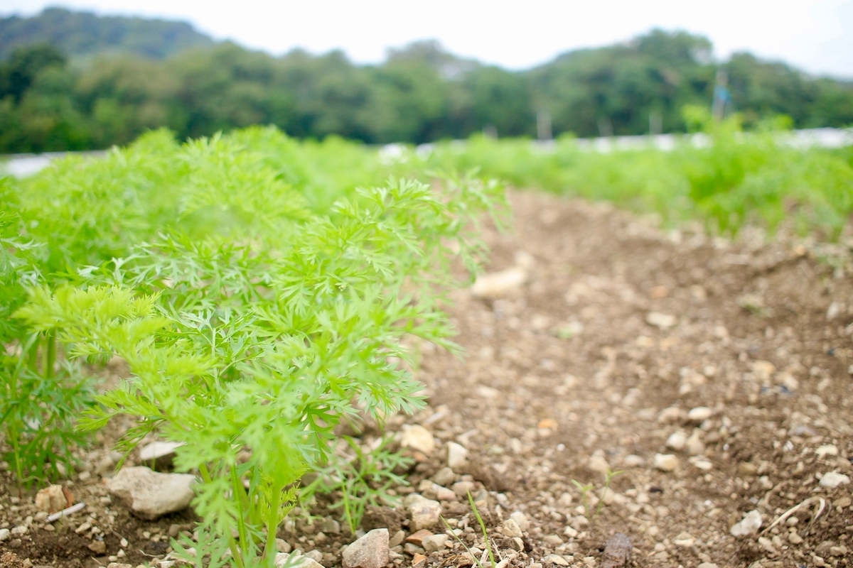 f:id:naokinoki777:20191007113657j:plain f:id:naokinoki777:20191007113657j:plain