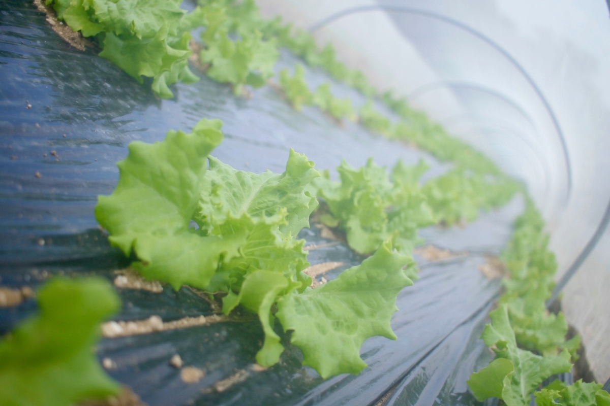 f:id:naokinoki777:20191007113800j:plain f:id:naokinoki777:20191007113800j:plain