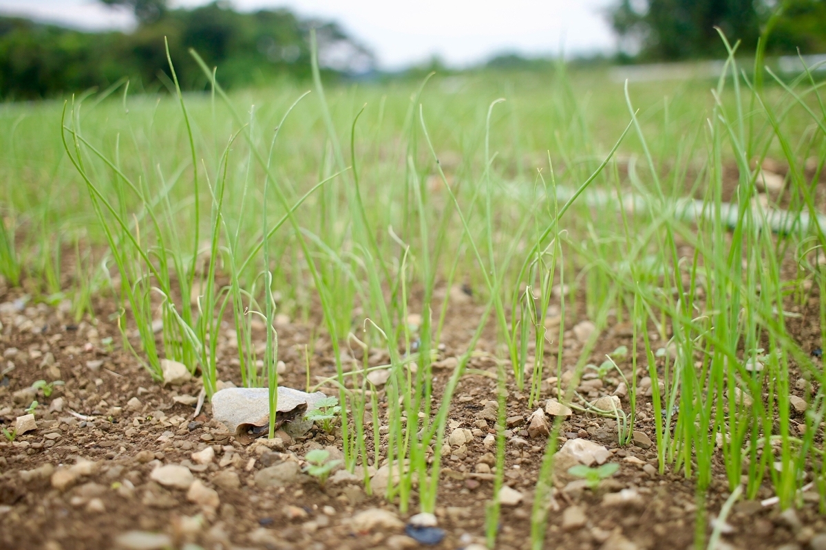 f:id:naokinoki777:20191007113915j:plain f:id:naokinoki777:20191007113915j:plain