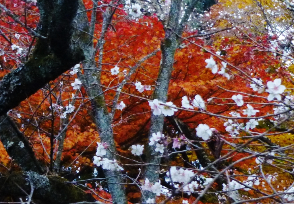 f:id:naokofff:20161102202121j:plain