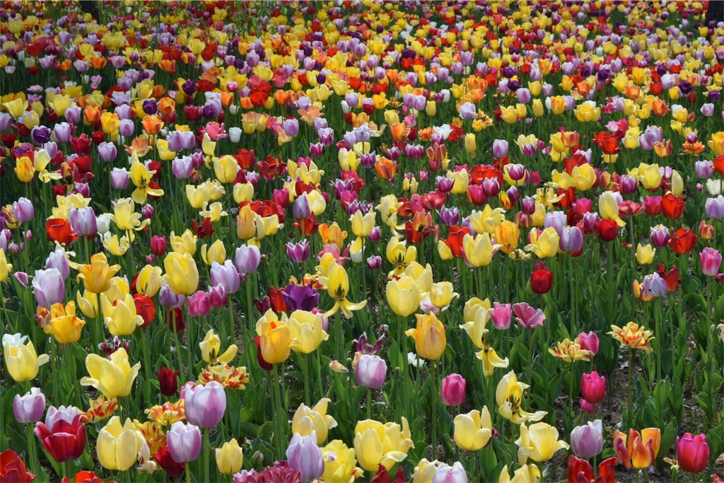 f:id:naokofff:20170515165815j:image