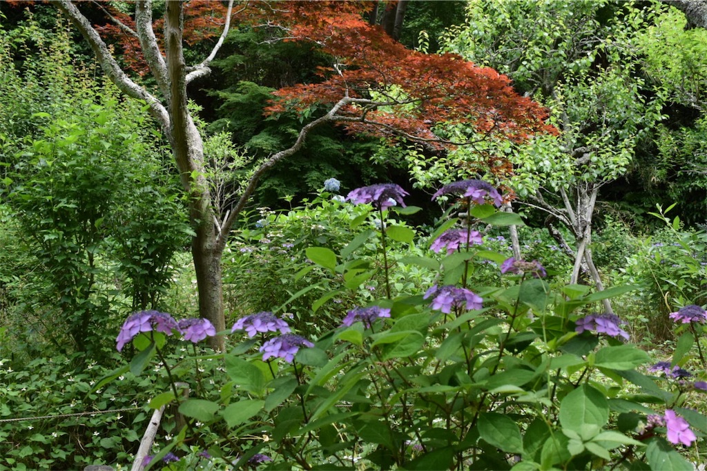 f:id:naokofff:20170606154239j:image