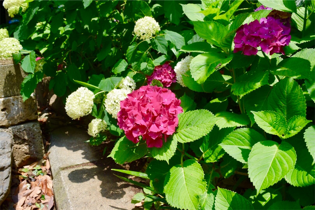 f:id:naokofff:20170614155250j:image