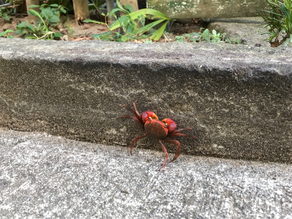 f:id:naokofff:20200724221531j:image