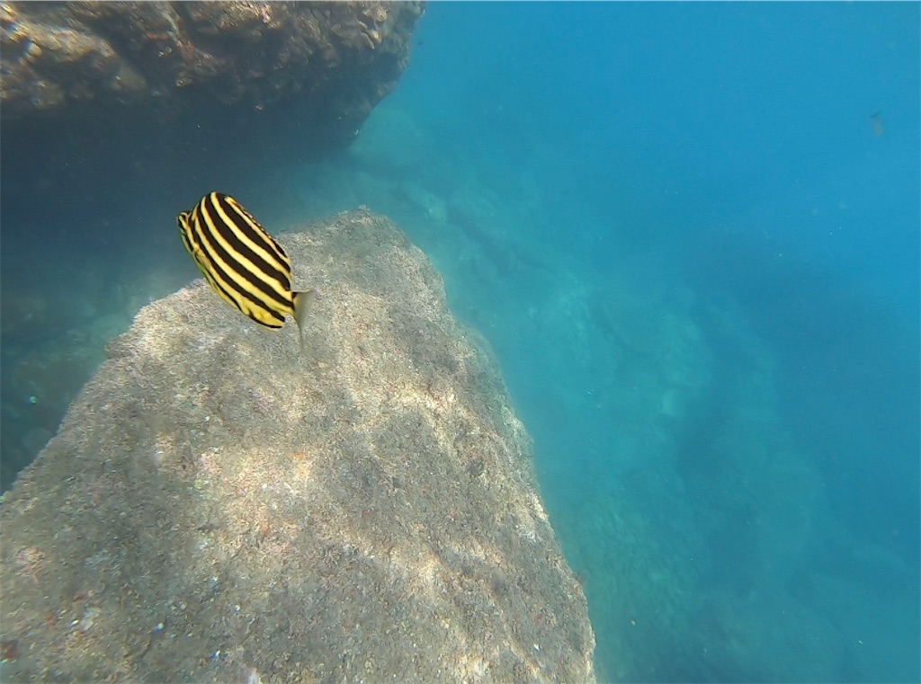 f:id:naokofff:20200724222025j:image