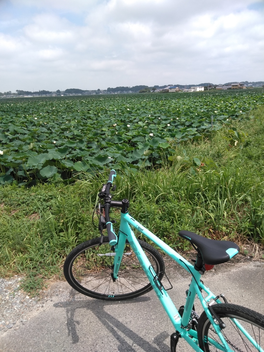 f:id:naokuma23:20190821182800j:plain f:id:naokuma23:20190821182800j:plain