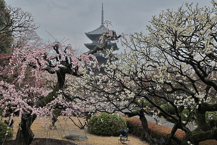 Toji2503151 Toji2503151