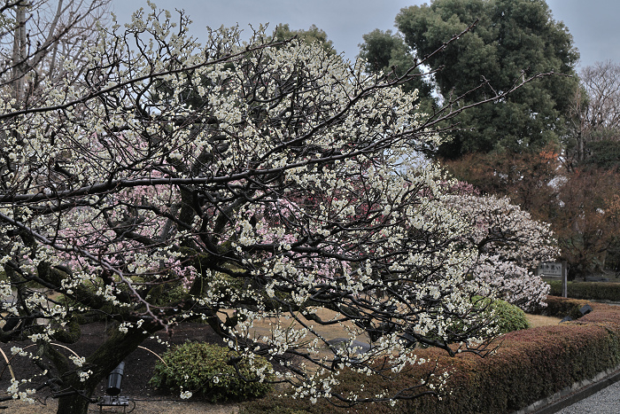 Toji2503152 Toji2503152