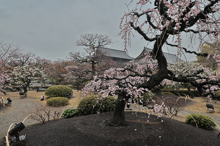 Toji2503153 Toji2503153