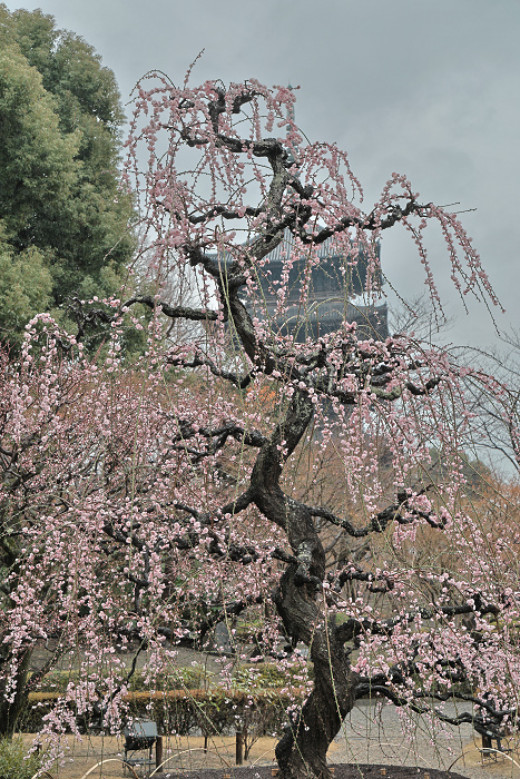 Toji2503155 Toji2503155